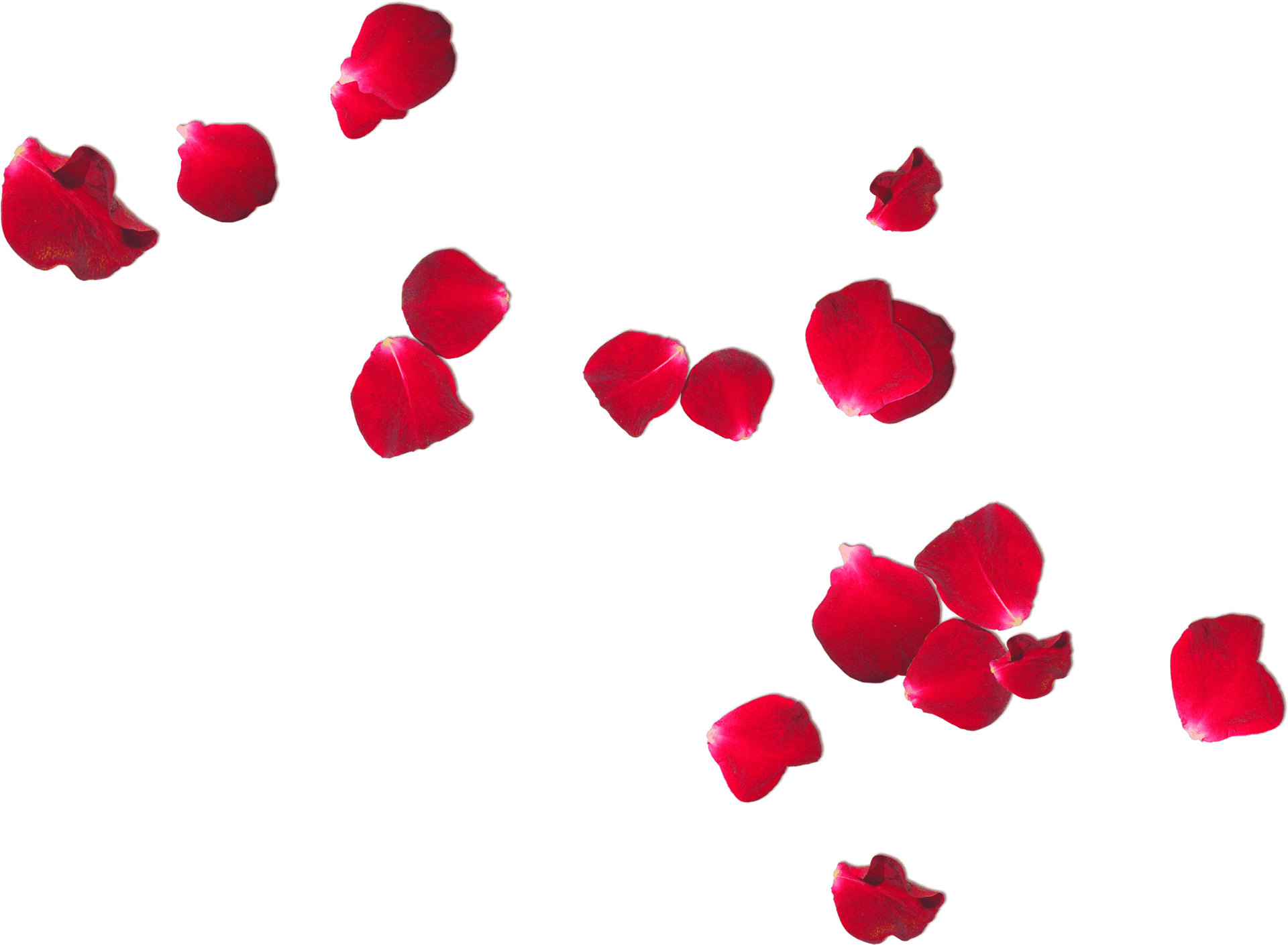 Scattered Red Rose Petalson Grey PNG Image