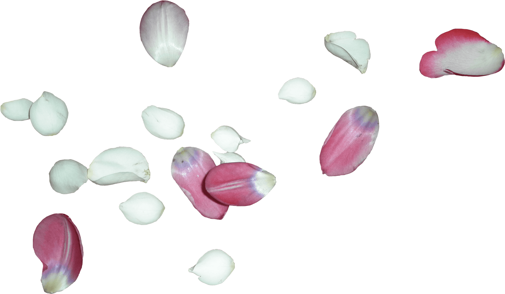 Scattered Rose Petalson Grey Background PNG Image