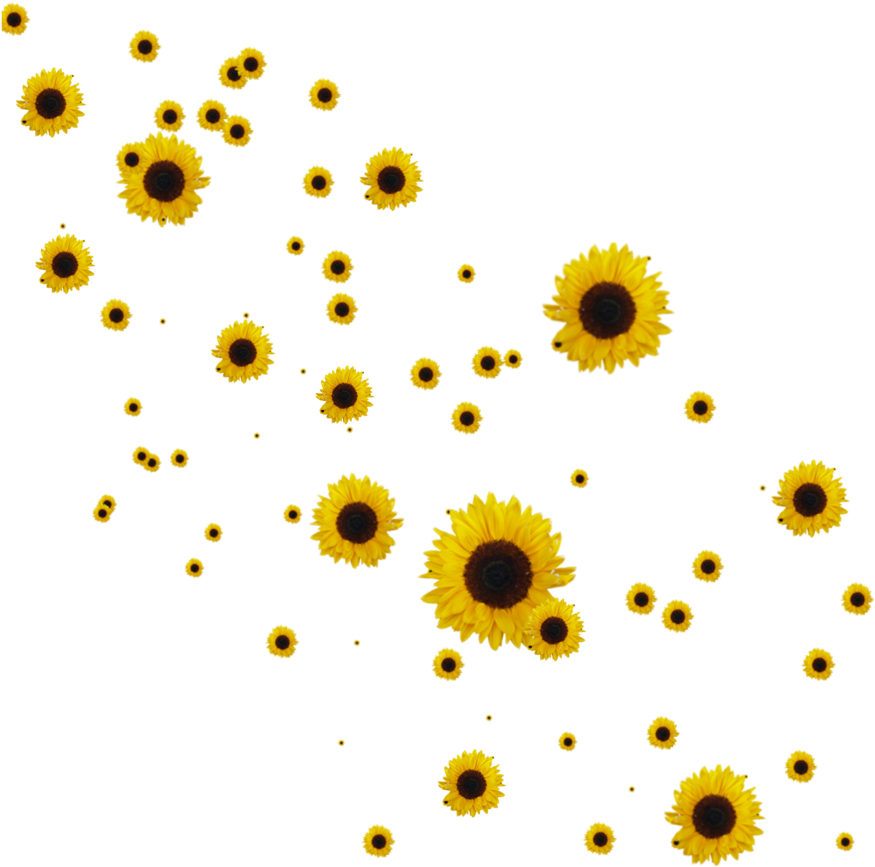 Scattered Sunflowerson Teal Background PNG Image