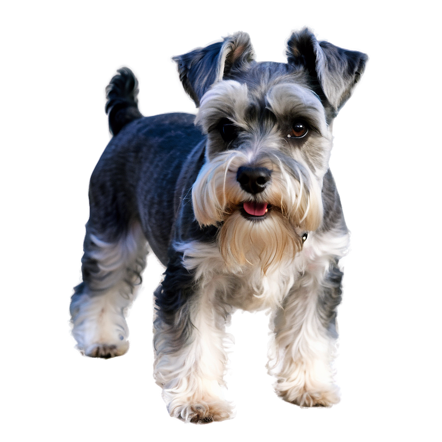 Schnauzer In Grass Png Ccl45 PNG Image