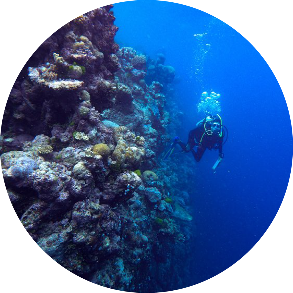 Scuba Diver Exploring Coral Reef PNG Image