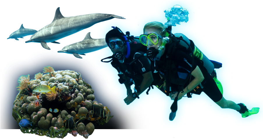 Scuba Diversand Marine Life Adventure PNG Image