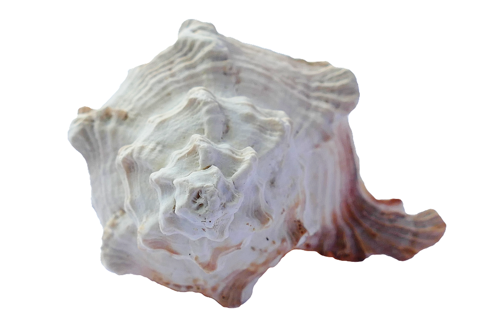 Sculptural Sea Shell PNG Image