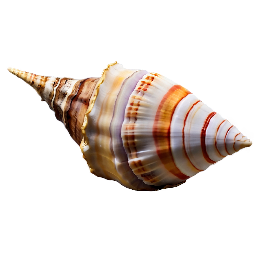 Sea Conch Shell Clipart Png Jre PNG Image