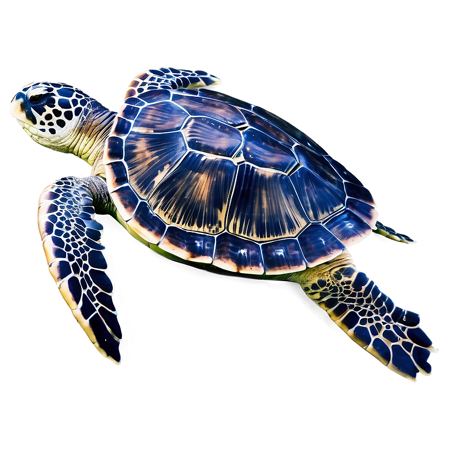 Sea Turtle Eco-friendly Tips Png Bfn PNG Image