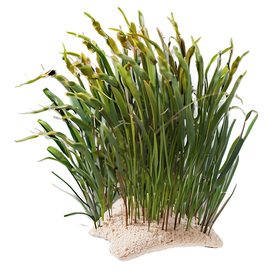 Seagrass Clipart Png Amx PNG Image