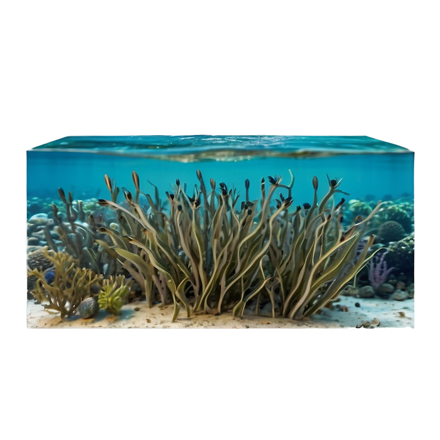 Seagrass Habitat Png Nmf30 PNG Image