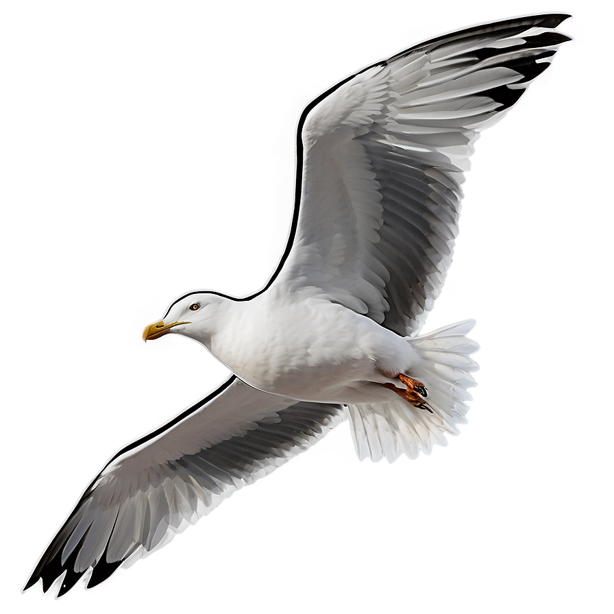 Seagull At Dawn Png 05242024 PNG Image