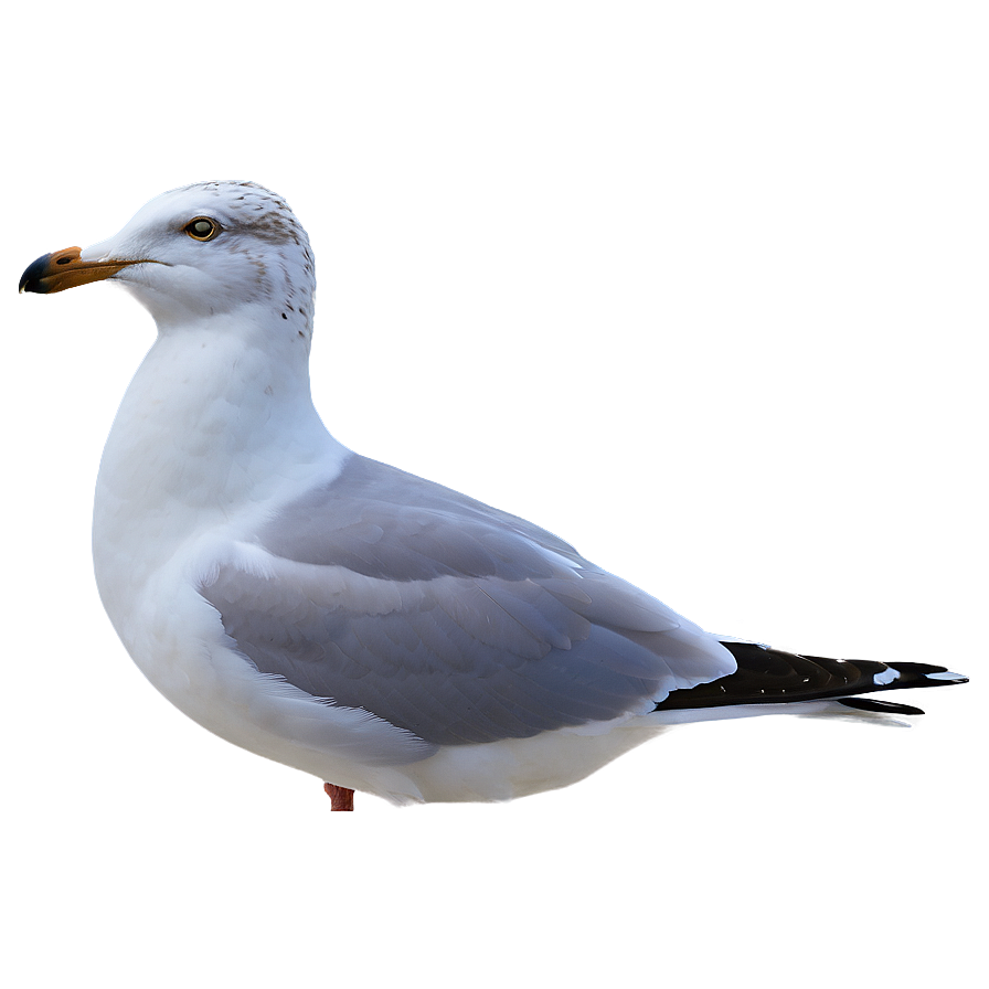 Seagull At Dawn Png 79 PNG Image