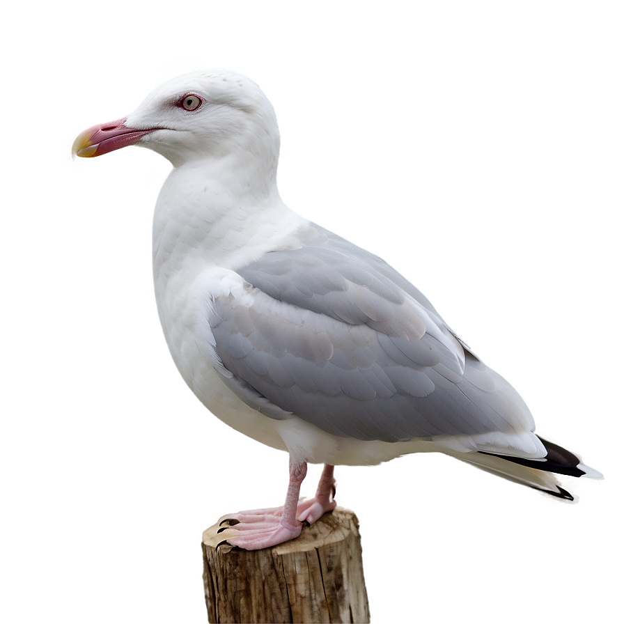 Seagull At Dusk Png Ikk PNG Image