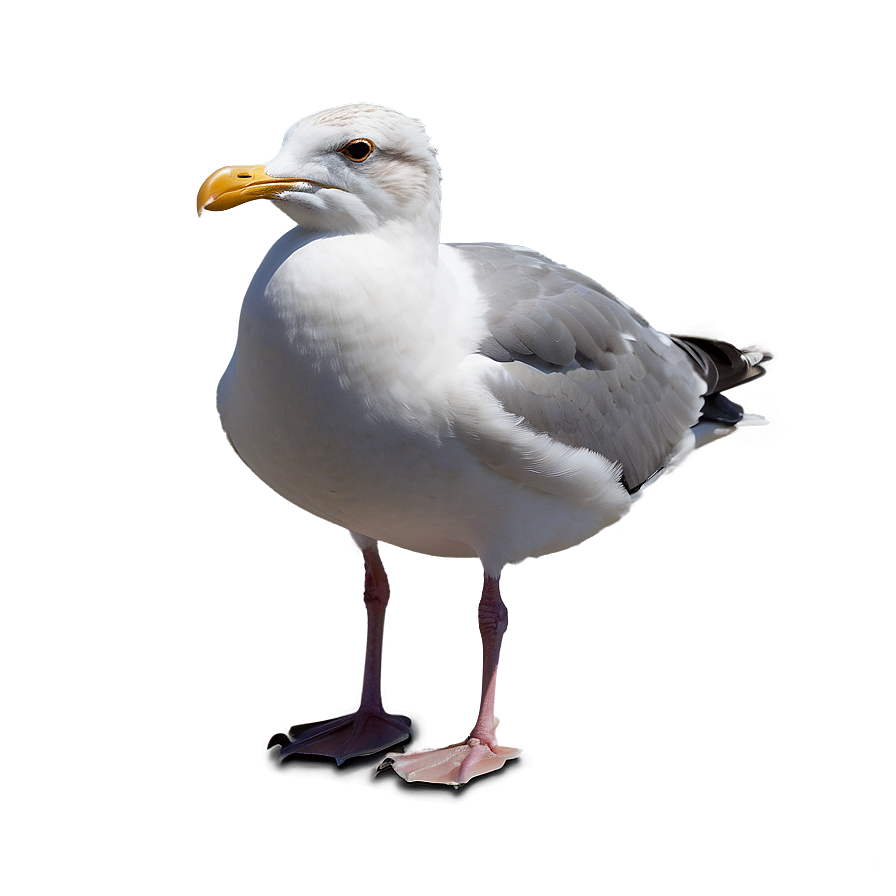 Seagull At Dusk Png Jvy87 PNG Image