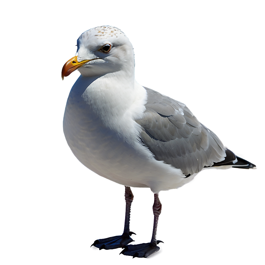 Seagull Bird Ocean Png Fly89 PNG Image