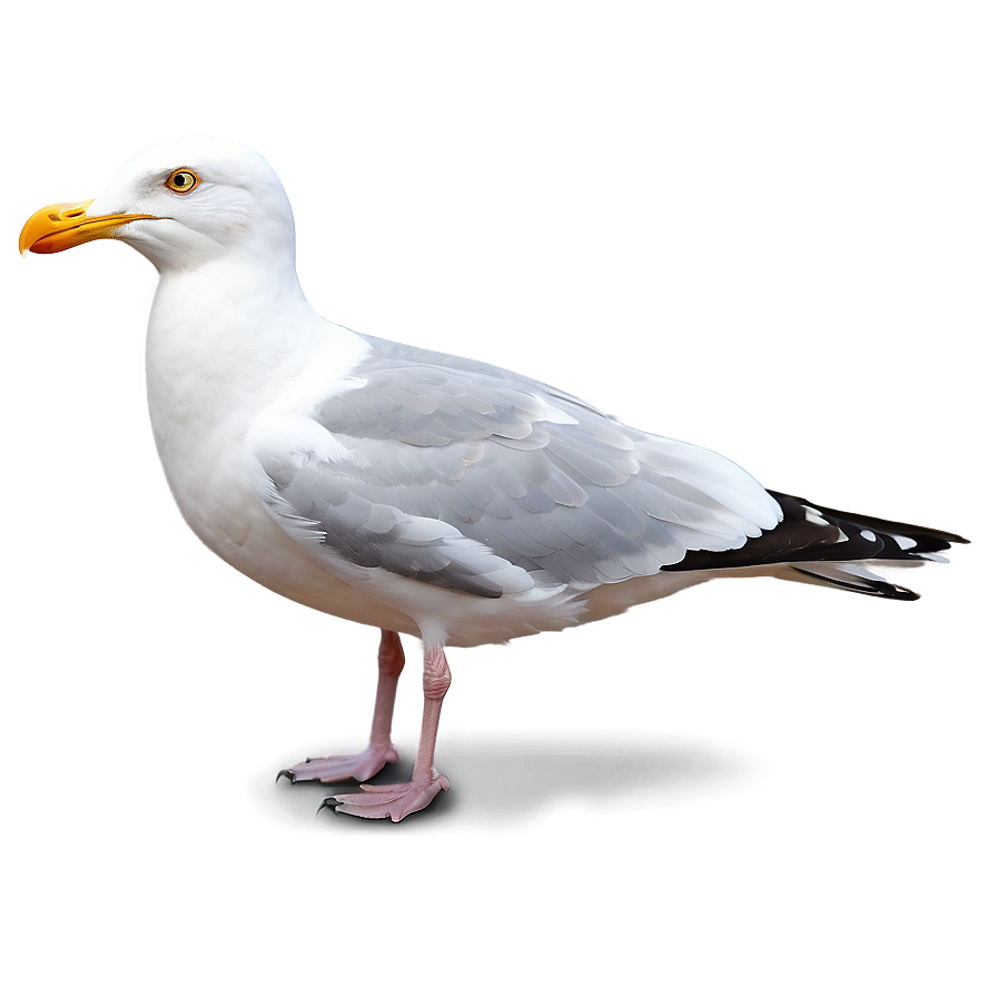 Seagull Clipart Png 55 PNG Image