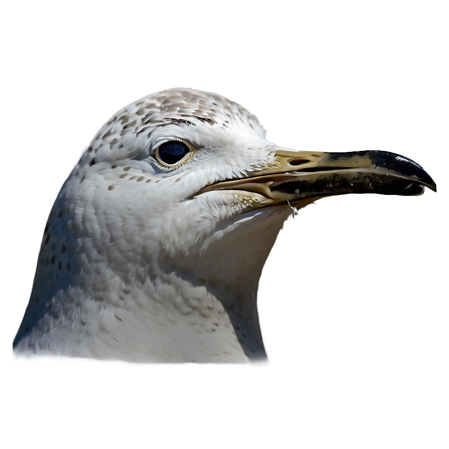 Seagull Crying Png Spv48 PNG Image