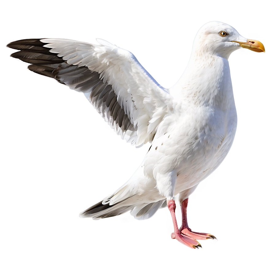 Seagull Drawing Png 05242024 PNG Image