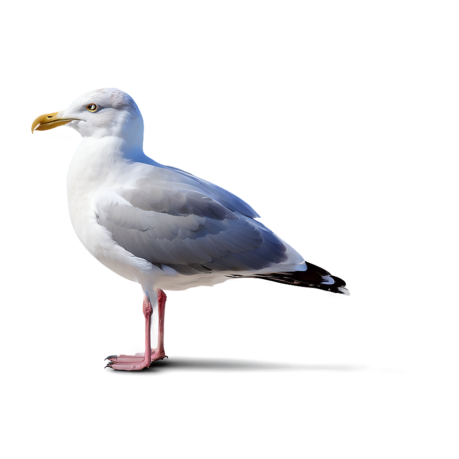 Seagull Drawing Png 05242024 PNG Image