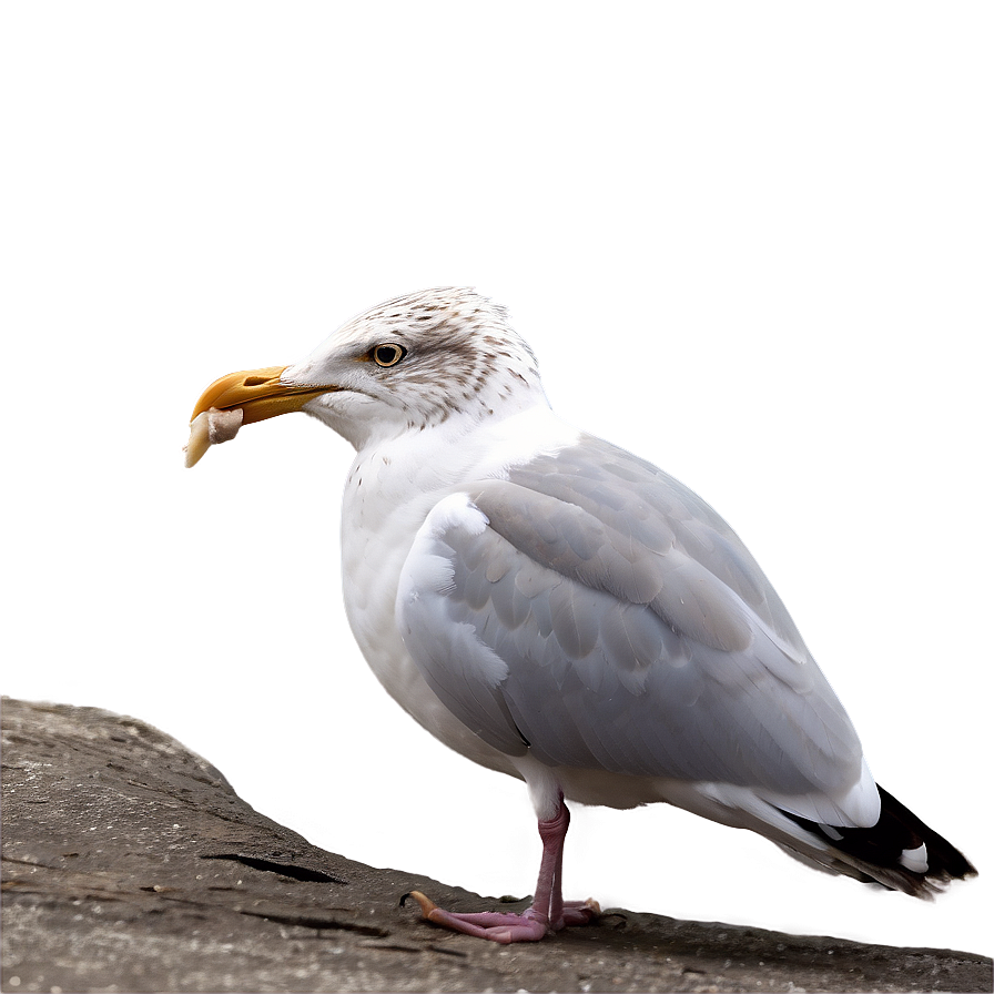 Seagull Eating Png 5 PNG Image