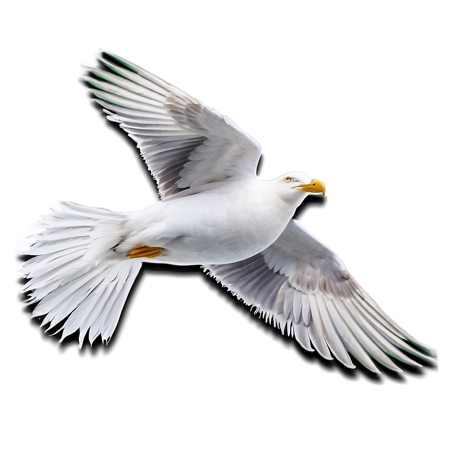 Seagull Feather Png Muj73 PNG Image