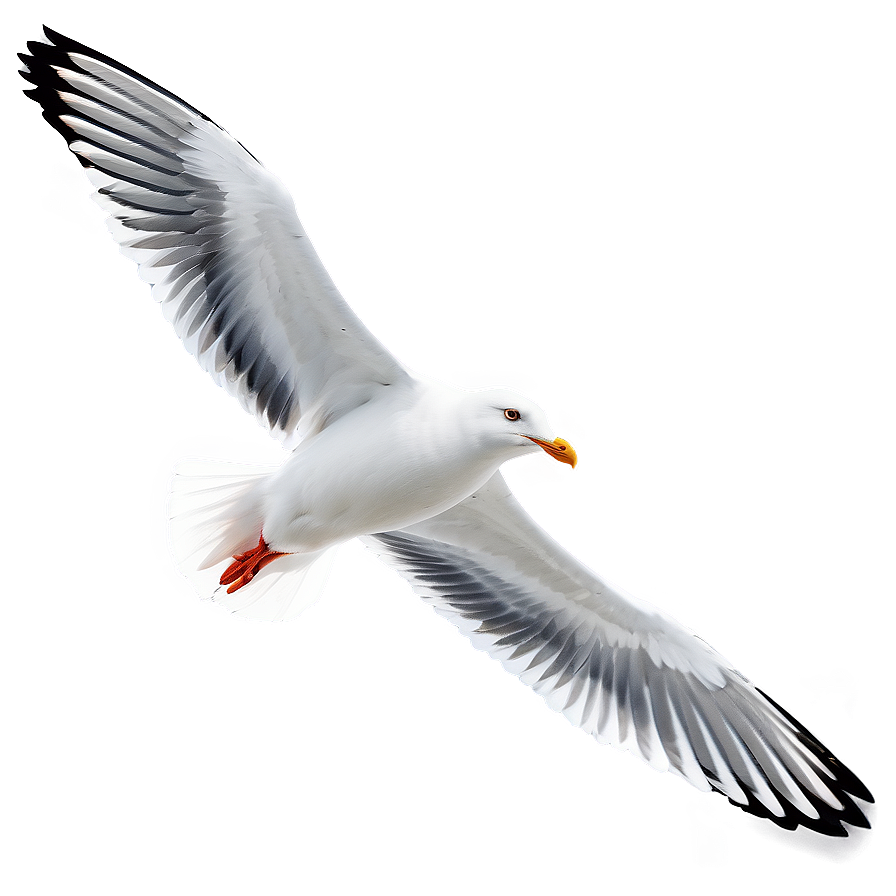 Seagull Flock Png Lob78 PNG Image