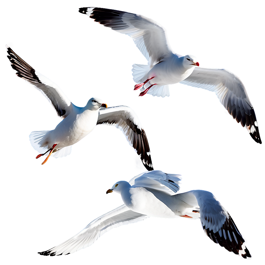 Seagull Flock Png Ugh33 PNG Image