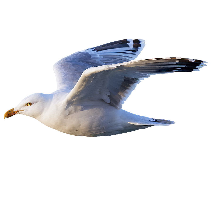 Seagull Flying High Png Oiy33 PNG Image