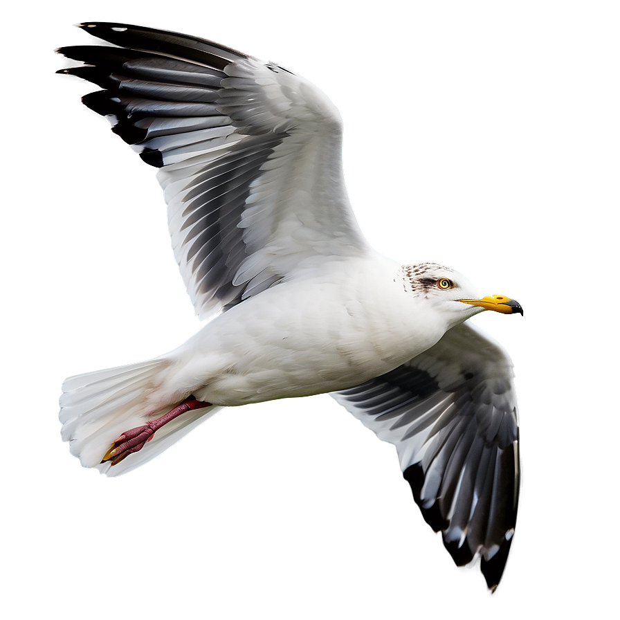 Seagull Flying High Png Tbc70 PNG Image