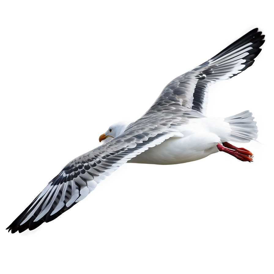 Seagull Flying Over Sea Png 06122024 PNG Image