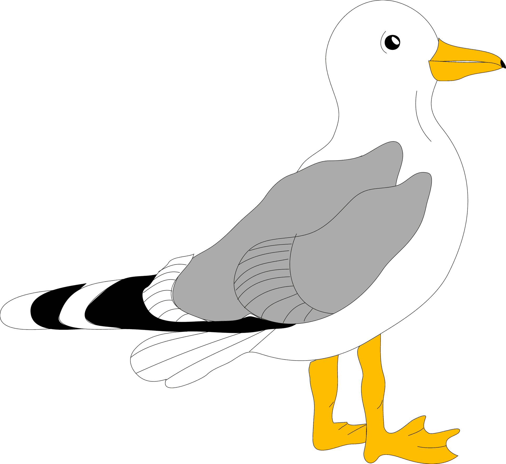 Seagull Illustration Graphic PNG Image