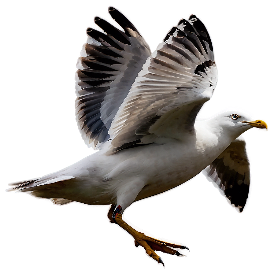 Seagull In Motion Png 97 PNG Image