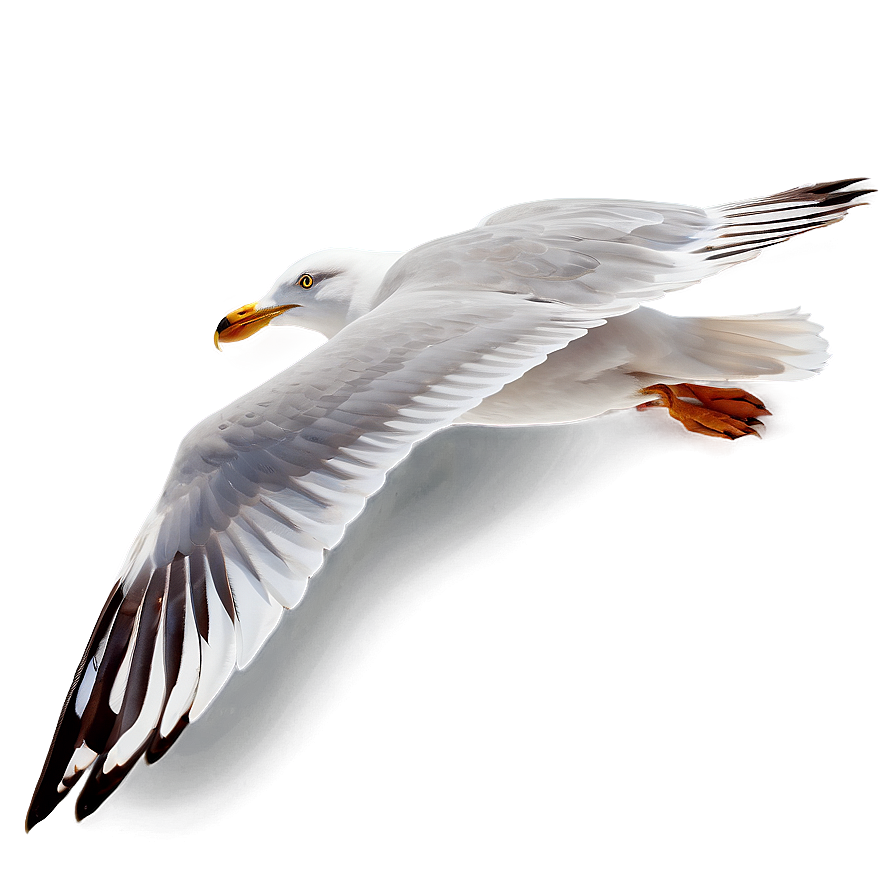 Seagull In Motion Png Pow PNG Image