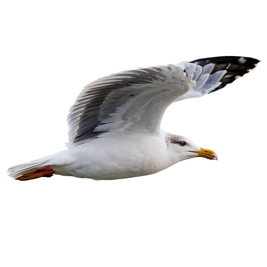 Seagull In Motion Png Qub11 PNG Image