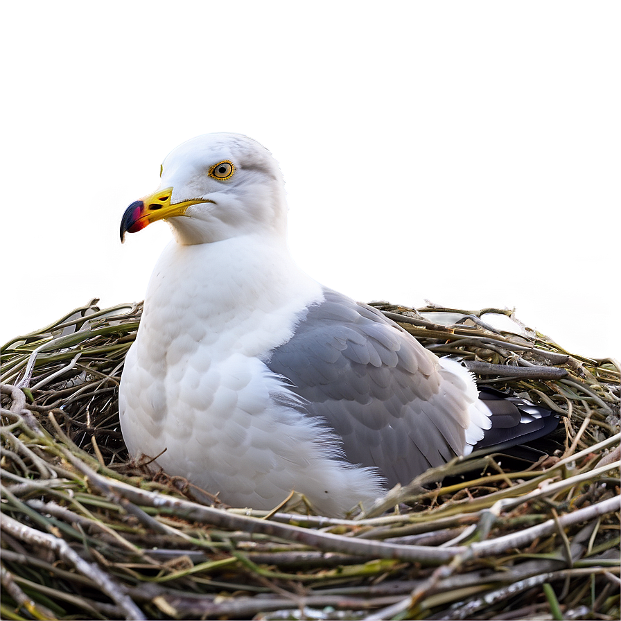 Seagull In Nest Png 46 PNG Image