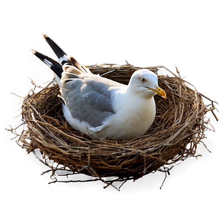 Seagull In Nest Png Gfw29 PNG Image