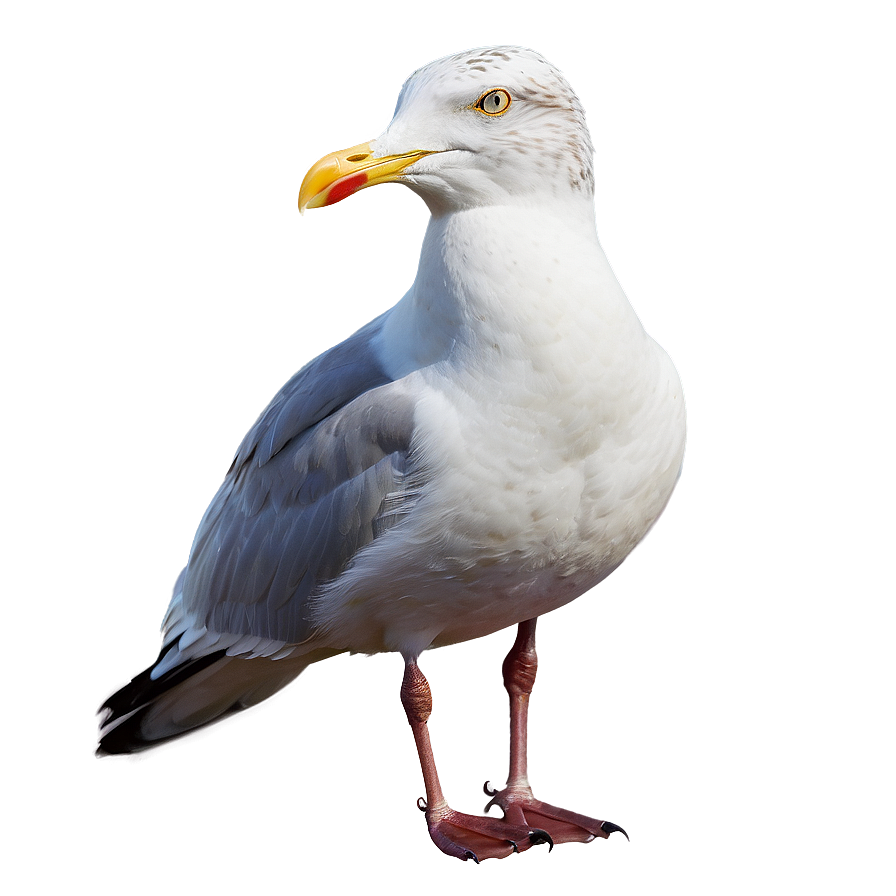 Seagull Looking Png 05242024 PNG Image