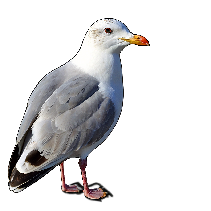 Seagull Looking Png 92 PNG Image