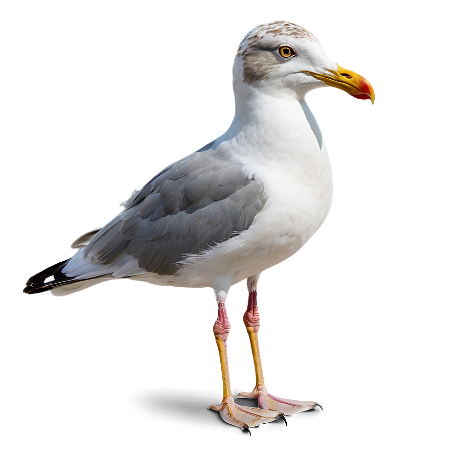 Seagull On Beach Png 45 PNG Image