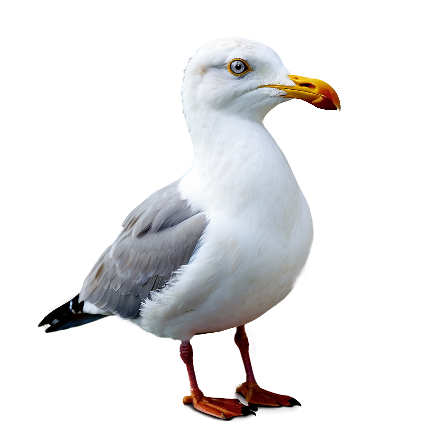 Seagull On Beach Png Rtj PNG Image