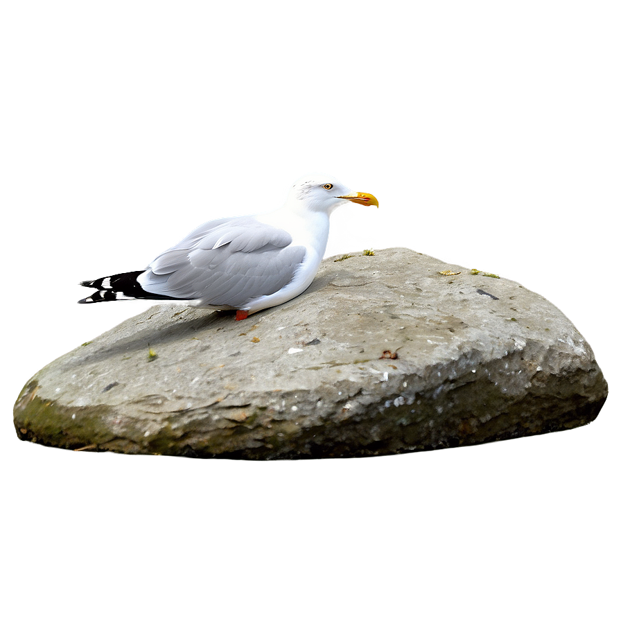 Seagull On Rock Png Cnf27 PNG Image