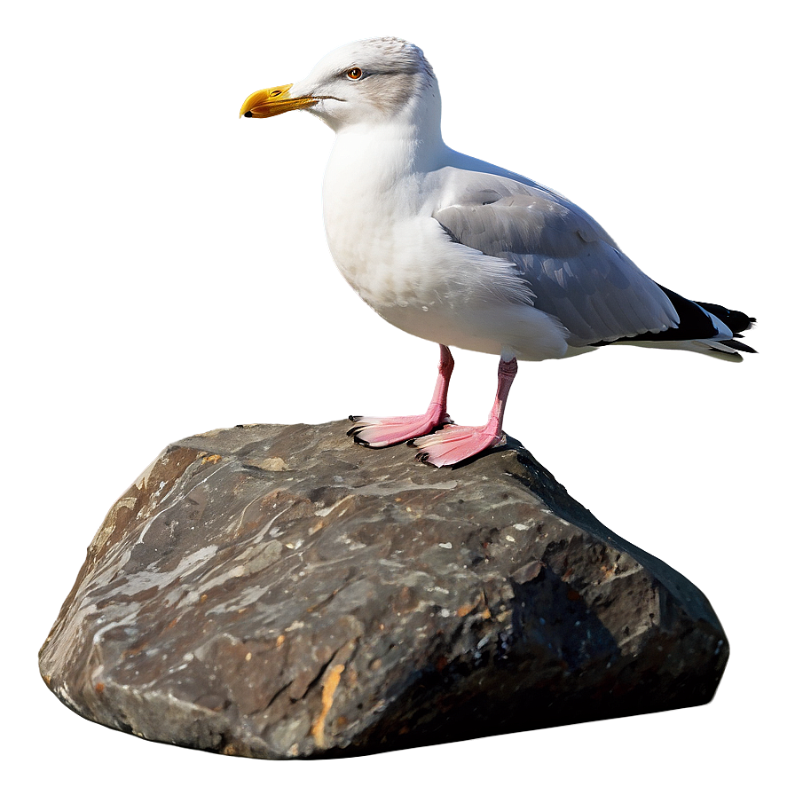 Seagull On Rock Png Fni33 PNG Image