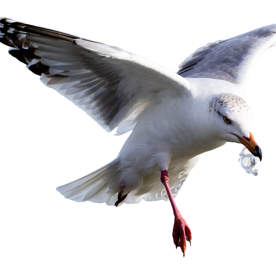 Seagull On Water Png 05242024 PNG Image