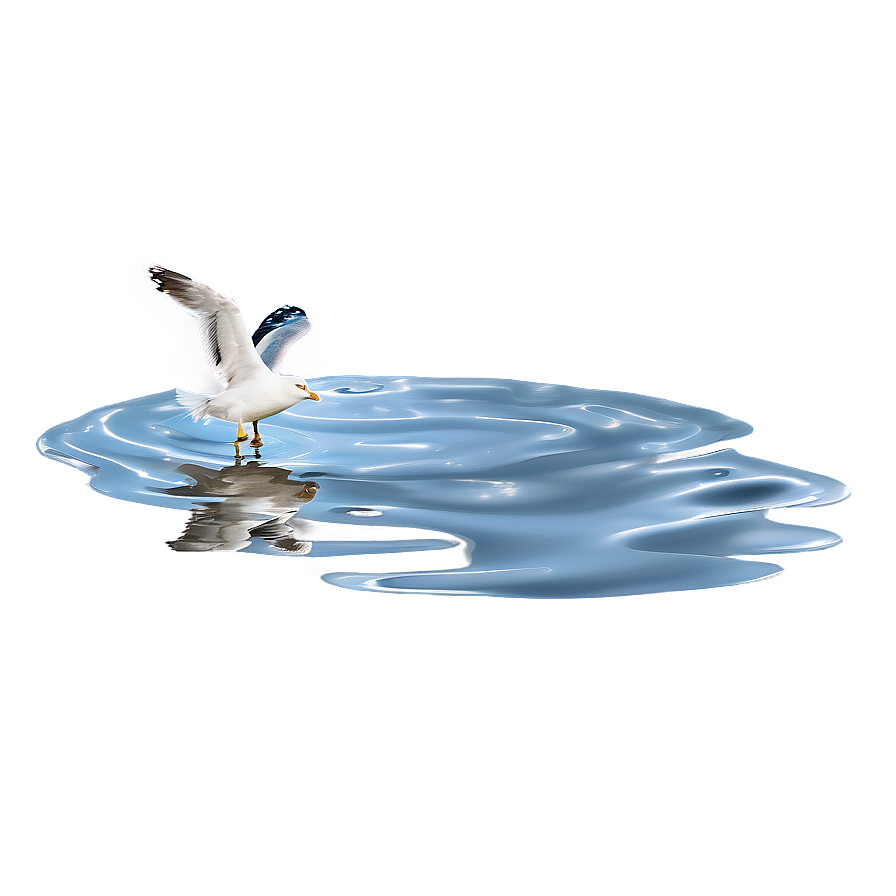 Seagull On Water Png Nkh86 PNG Image