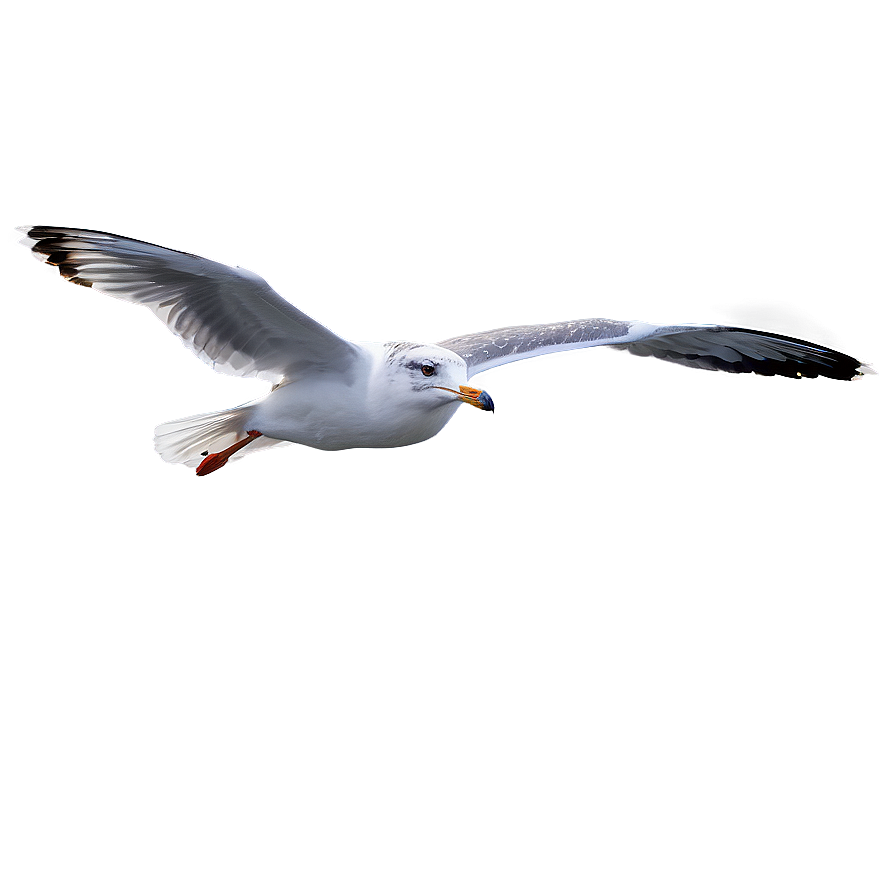 Seagull On Water Png Tcj PNG Image