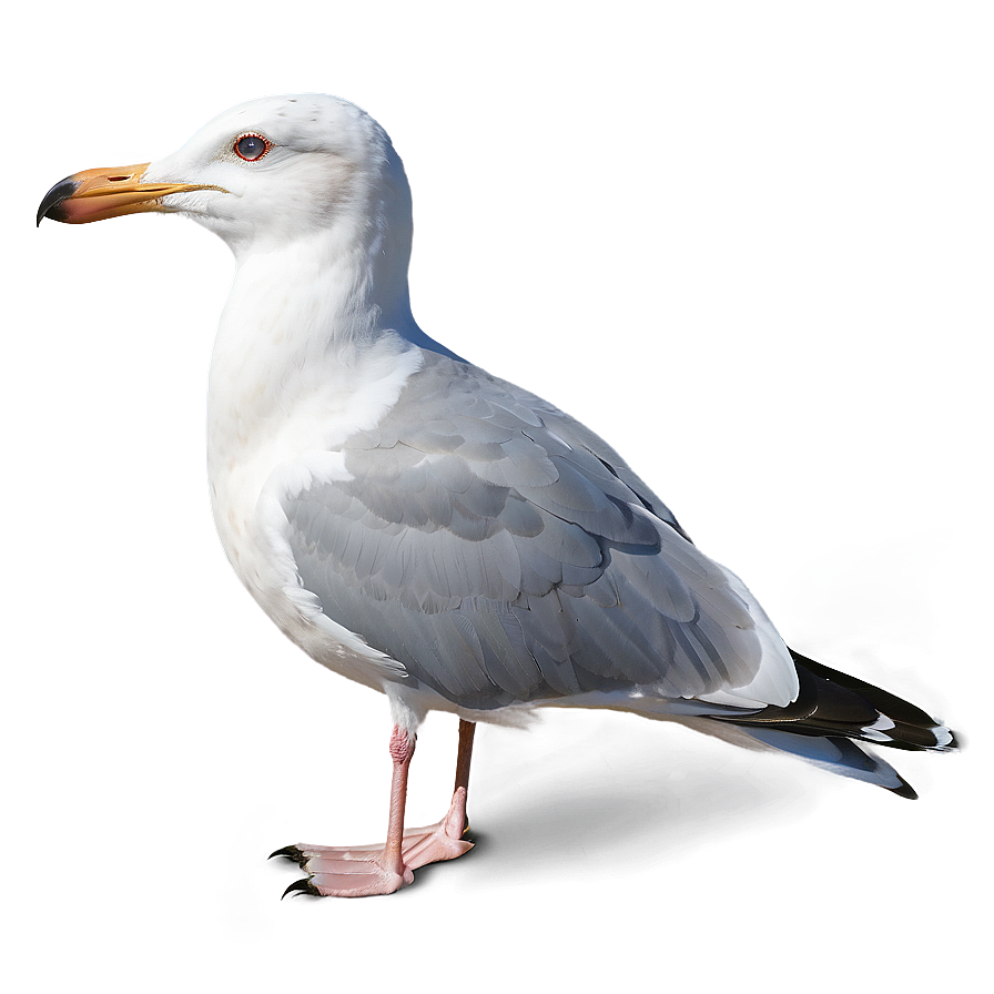 Seagull Pair Png 20 PNG Image