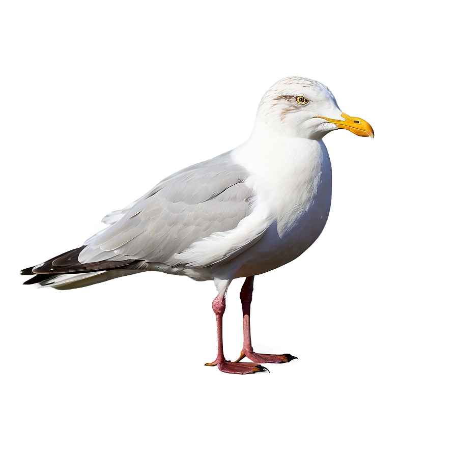 Seagull Pair Png 53 PNG Image