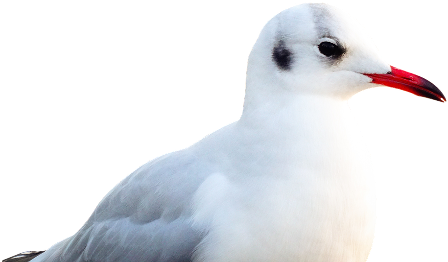 Seagull Portrait Isolated PNG Image