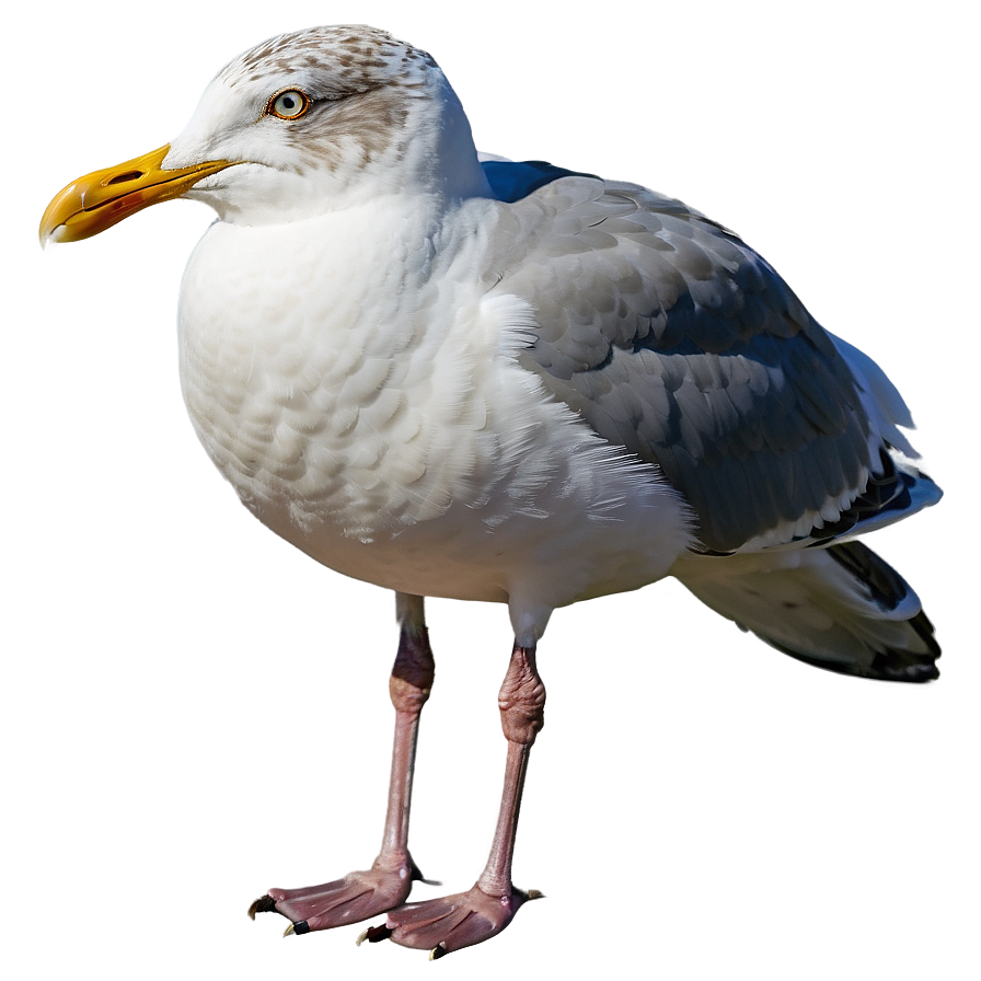 Seagull Portrait Png Cnn PNG Image