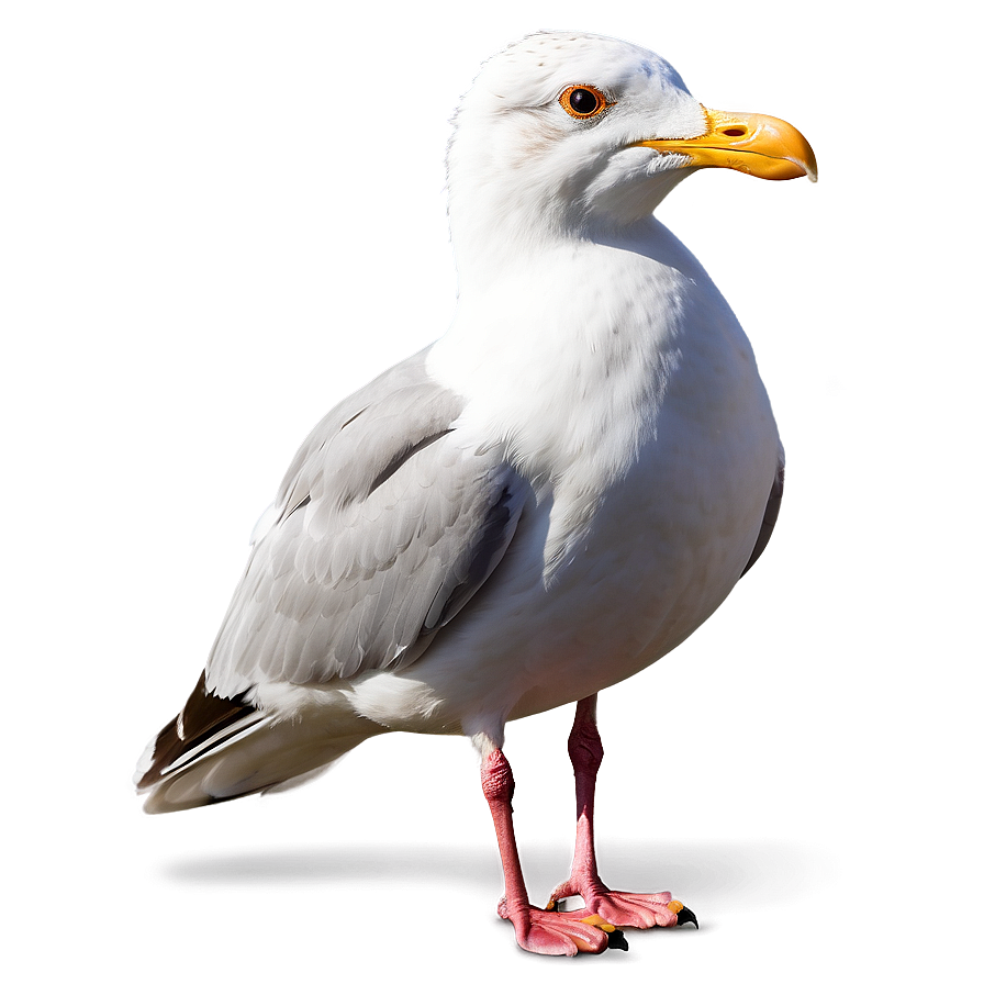 Seagull Profile Png 37 PNG Image