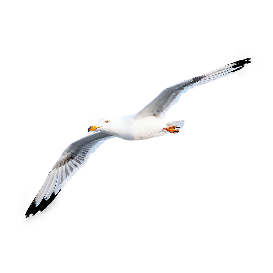 Seagull Soaring Png 74 PNG Image