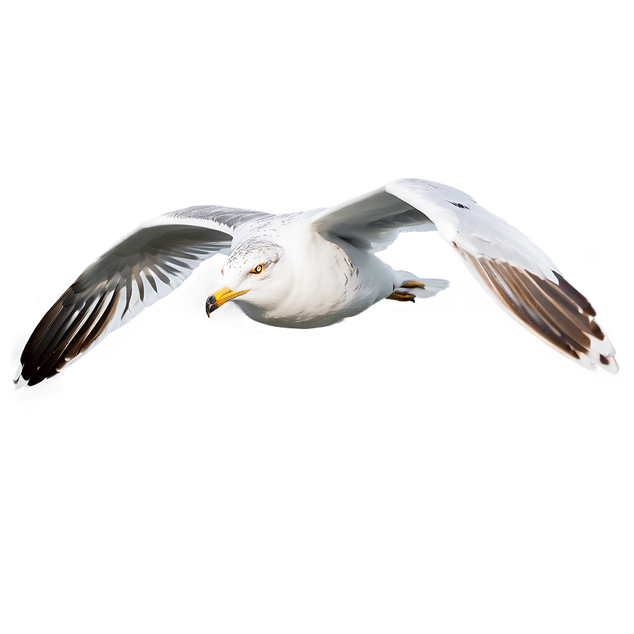 Seagull Soaring Png Vaa35 PNG Image