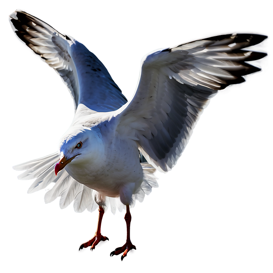 Seagull Wings Spread Png 05242024 PNG Image